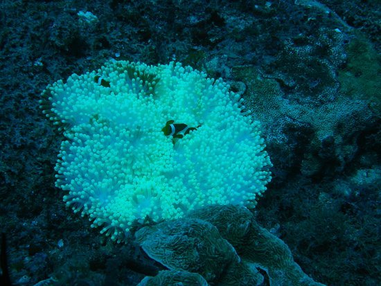Wisata Lombok : 5 Spot Menyelam atau Diving Terbaik di Lombok, Nusa Tenggara Barat 2 Deep Turbo Lombok