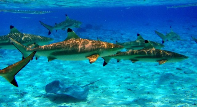 Wisata Lombok : 5 Spot Menyelam atau Diving Terbaik di Lombok, Nusa Tenggara Barat 3 Shark Point Lombok