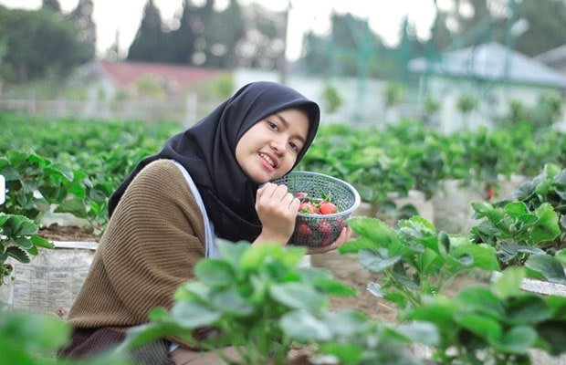 All About Strawberry Cimahi