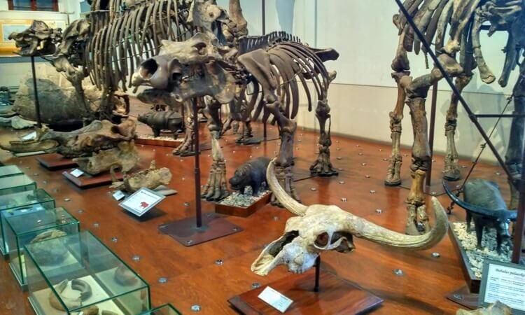 Museum Geologi Bandung Lantai 1