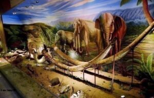 Mari Mengenal Kehidupan Manusia Purba dan Mempelajari Kehidupannya di Museum Manusia Purba Sangiran 2 Museum Manusia Purba Sangiran