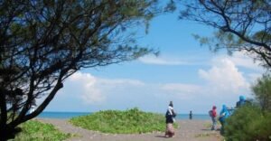 Pantai Goa Cemara, Pantai dengan Gerbang Pohon Cemara 2 pantai cemara
