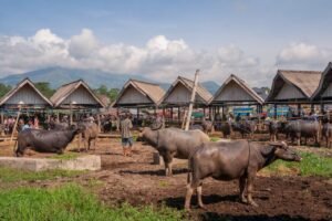 Pasar Bolu dan Makale : Jejak Budaya dan Peradaban di Pasar Tradisional Toraja 9 Pasar Bolu dan Makale