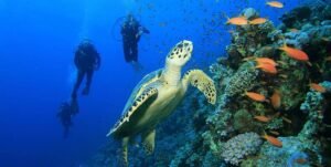 Wisata Lombok : 5 Spot Menyelam atau Diving Terbaik di Lombok, Nusa Tenggara Barat 5 Spot Menyelam atau Diving Terbaik di Lombok