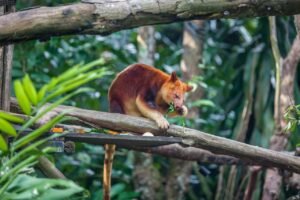 Taman Nasional Wasur yang Menakjubkan di Merauke 5 Taman Nasional Wasur