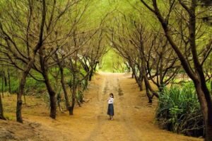 Pantai Goa Cemara, Pantai dengan Gerbang Pohon Cemara 4 Pantai Goa Cemara